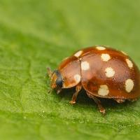 Cream-Spot Ladybird 